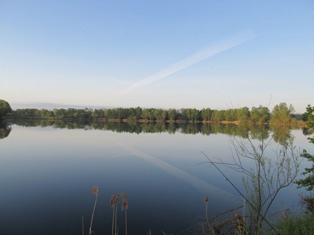 koenigsfischen_2014